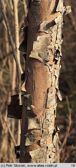 Salix triandra (wierzba trójpręcikowa)