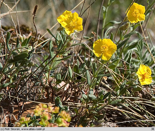 Helianthemum alpestre ssp. rupifragum (posłonek alpejski skalny)