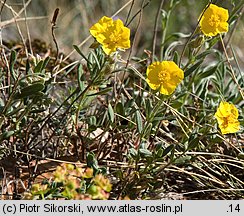 Helianthemum alpestre ssp. rupifragum (posłonek alpejski skalny)