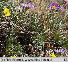 Aster alpinus