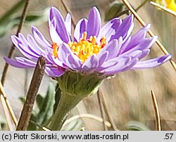 Aster alpinus