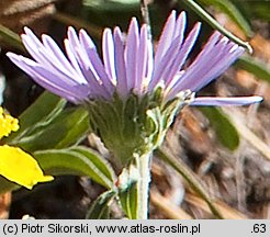 Aster alpinus