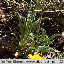 Aster alpinus