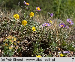 Aster alpinus