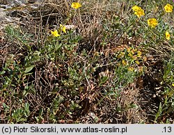 Helianthemum alpestre ssp. rupifragum (posłonek alpejski skalny)