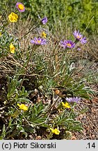 Aster alpinus