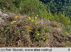 Helianthemum alpestre ssp. rupifragum (posłonek alpejski skalny)