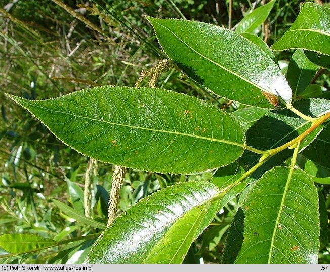 Salix pentandra (wierzba pięciopręcikowa)