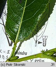 Salix pentandra (wierzba piÄ™cioprÄ™cikowa)