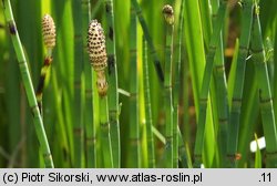 Equisetum fluviatile (skrzyp bagienny)