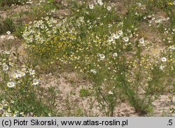 Matricaria perforata (maruna bezwonna)