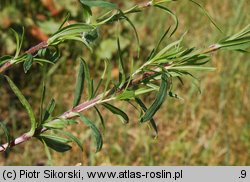 Silene tatarica (lepnica tatarska)