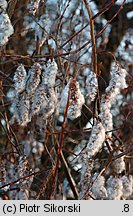 Salix pentandra (wierzba pięciopręcikowa)