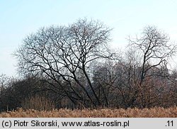 Salix pentandra (wierzba pięciopręcikowa)