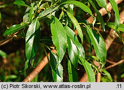 Salix triandra (wierzba trójpręcikowa)