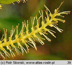 Salix triandra (wierzba trójpręcikowa)