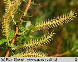 Salix triandra (wierzba trójpręcikowa)