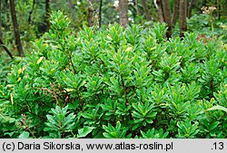 Daphne mezereum (wawrzynek wilczełyko)