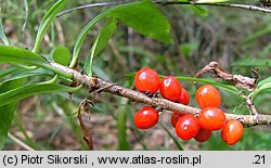 Daphne mezereum (wawrzynek wilczełyko)