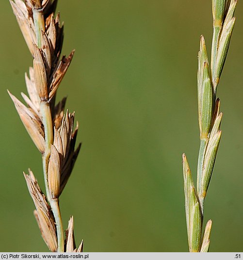 Elymus hispidus