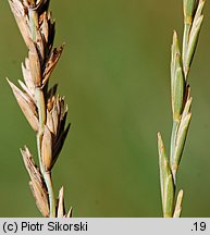 Elymus hispidus