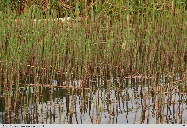 Equisetetum fluviatilis