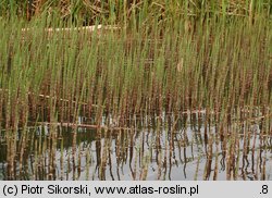 Equisetetum fluviatilis