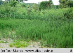 Equisetetum fluviatilis