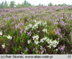 Ericetum tetralicis