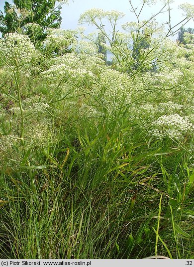 Falcario vulgaris-Agropyretum repentis
