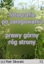 Falcario vulgaris-Agropyretum repentis