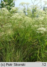 Falcario vulgaris-Agropyretum repentis