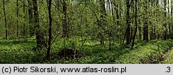 Fraxino-Alnetum