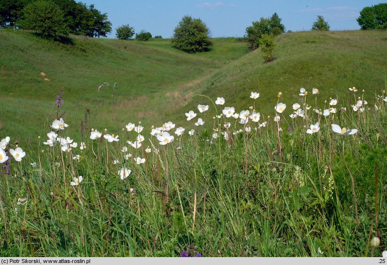 Geranio-Anemonetum sylvestris