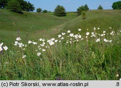 Geranio-Anemonetum sylvestris