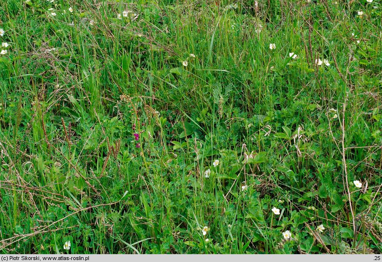 Geranio-Peucadanetum cervariae