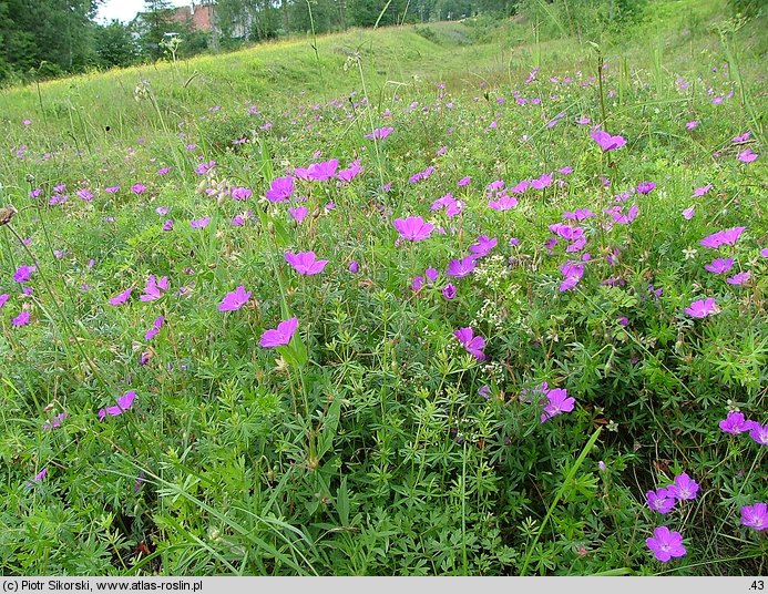 Geranio-Trifolietum alpestris