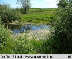 Hottonietum palustris