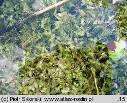 Lemnetum trisulcae