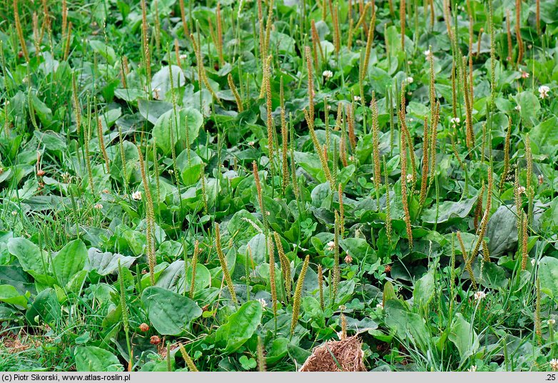 Lolio-Polygonetum arenastri