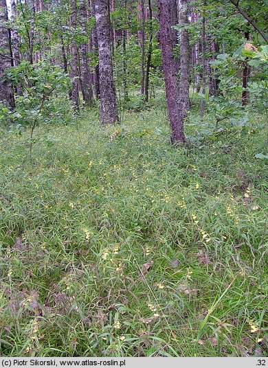 Melampyrum pratense-Hieracium