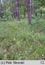 Melampyrum pratense-Hieracium