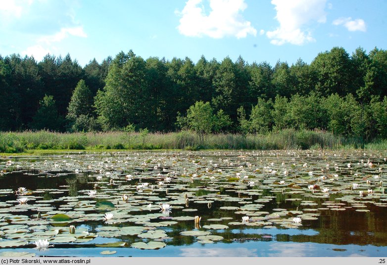 Nymphaeetum albo-candidae - zespół grzybieni północnych