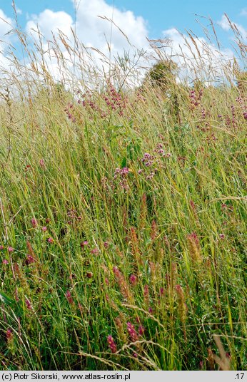 Origano-Brachypodietum