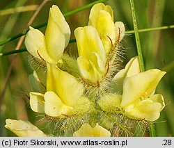 Oxytropis pilosa