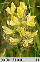 Oxytropis pilosa