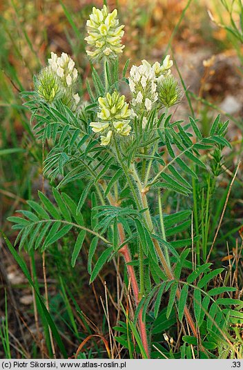 Oxytropis pilosa