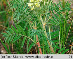 Oxytropis pilosa