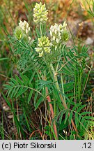 Oxytropis pilosa