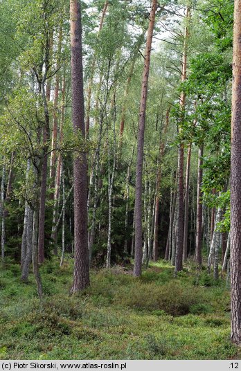 Peucedano-Pinetum